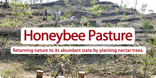 Honeybee Pasture : Returning nature to its abundant state by planting nectar trees.