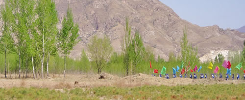Tree planting in Mongolia