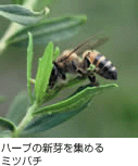 �n�[�u�̐V����W�߂�~�c�o�`