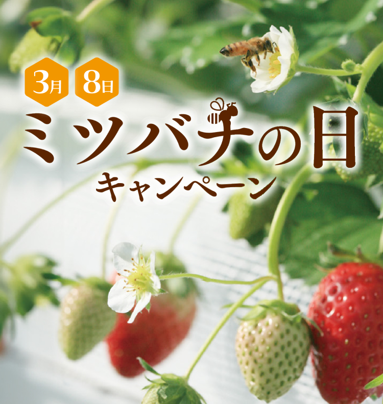 �~�c�o�`�̓��L�����y�[��