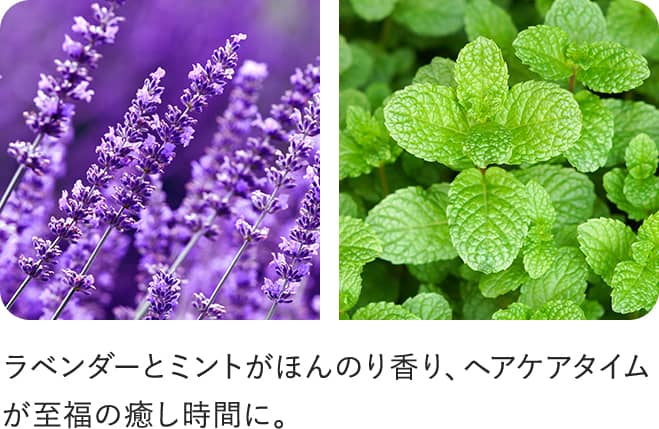 x_[ƃ~gق̂荁AwAPA^C̖ԂɁB