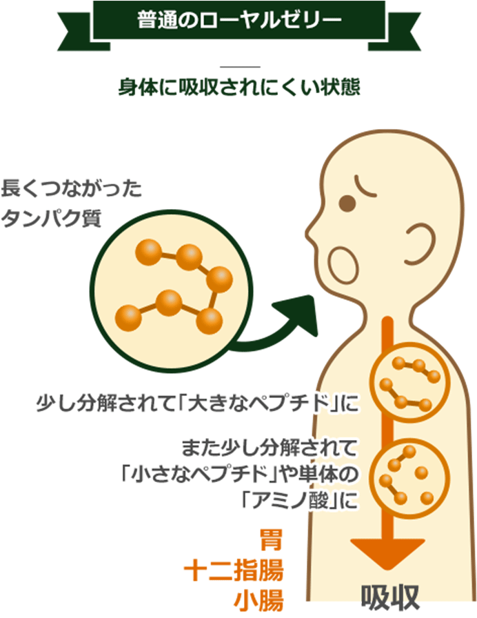 酵素分解ローヤルゼリー