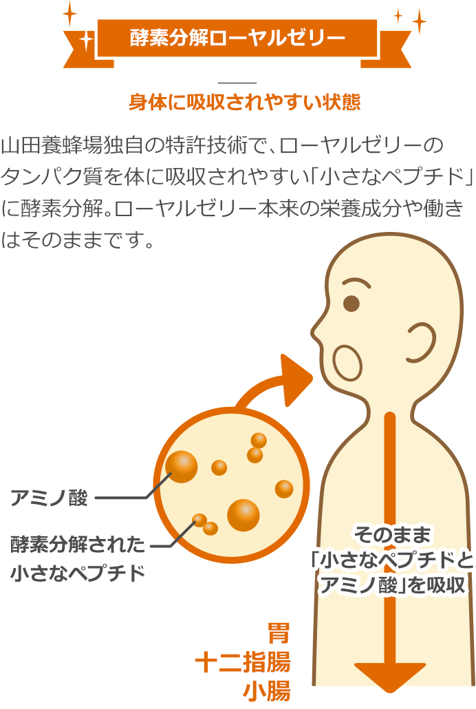 酵素分解ローヤルゼリーとは｜健康食品の通販｜山田養蜂場公式