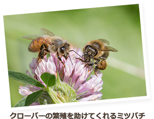 クローバーの繁殖を助けてくれるミツバチ