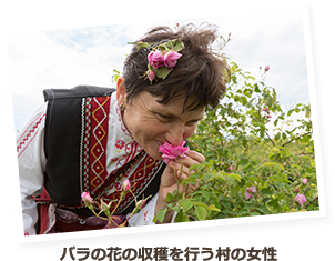 バラの花の収穫を行う村の女性