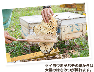 セイヨウミツバチの巣からは大量のはちみつが採れます。
