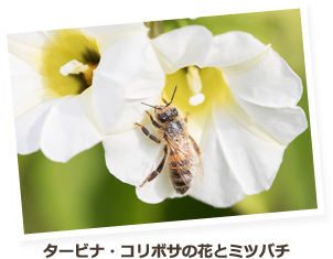 タービナ・コリボサの花とミツバチ