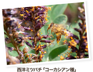 西洋ミツバチ「コーカシアン種」