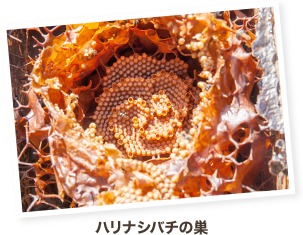 ハリナシバチの巣