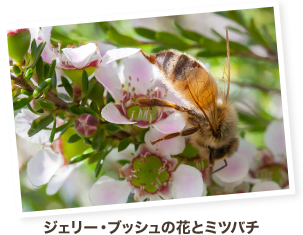 ジェリー・ブッシュの花とミツバチ