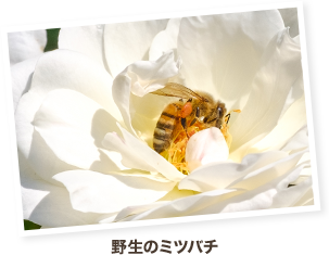 野生のミツバチ