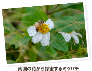 南国の花から採蜜するミツバチ