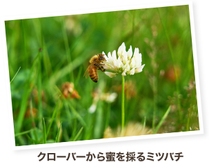 クローバーから蜜を採るミツバチ