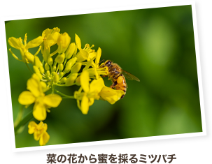 菜の花から蜜を採るミツバチ