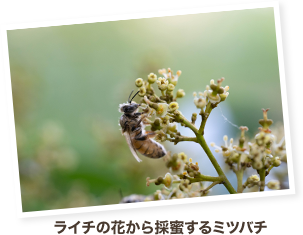 ライチの花から採蜜するミツバチ