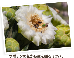 サボテンの花から蜜を採るミツバチ