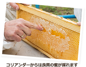 コリアンダーからは良質の蜜が採れます

