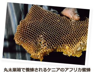 丸太巣箱で養蜂されるケニアのアフリカ蜜蜂

