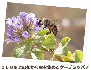 100以上の花から蜜を集めるケープミツバチ