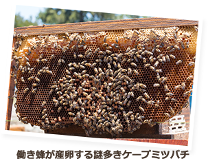 働き蜂が産卵する謎多きケープミツバチ