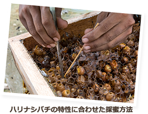 ハリナシバチの特性に合わせた採蜜方法