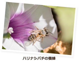 ハリナシバチの養蜂