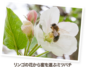 リンゴの花から蜜を運ぶミツバチ