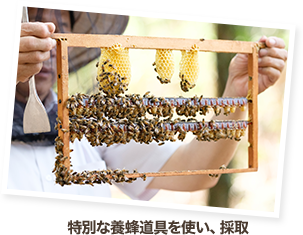 特別な養蜂道具を使い、採取