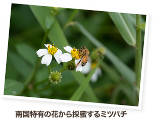 南国特有の花から採蜜するミツバチ