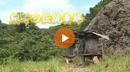 熊野の伝統養蜂 篇