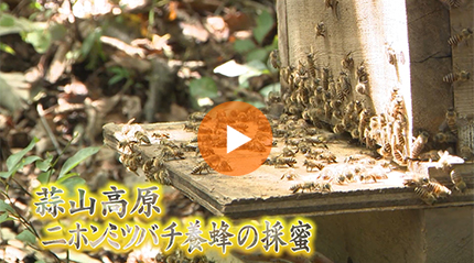 蒜山高原ﾆﾎﾝﾐﾂﾊﾞﾁ養蜂の採蜜 篇