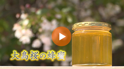 大島桜の蜂蜜 篇
