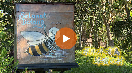 ボルネオ島　蜂蜜の村 篇