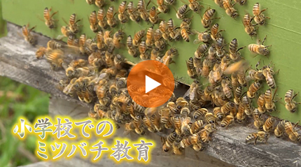 小学校でのミツバチ教育 篇