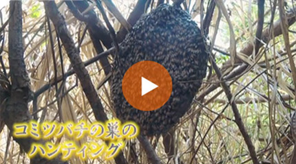 コミツバチの巣のハンティング