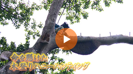 命を懸けた木登り蜂蜜ﾊﾝﾃｨﾝｸﾞ 篇