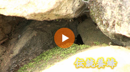 台湾の伝統 岩養蜂 篇