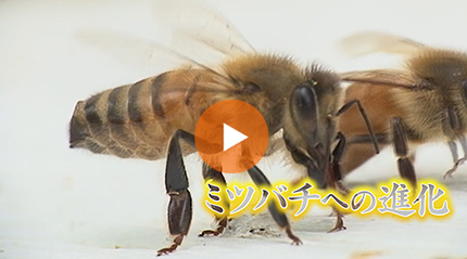ミツバチへの進化の歴史 篇