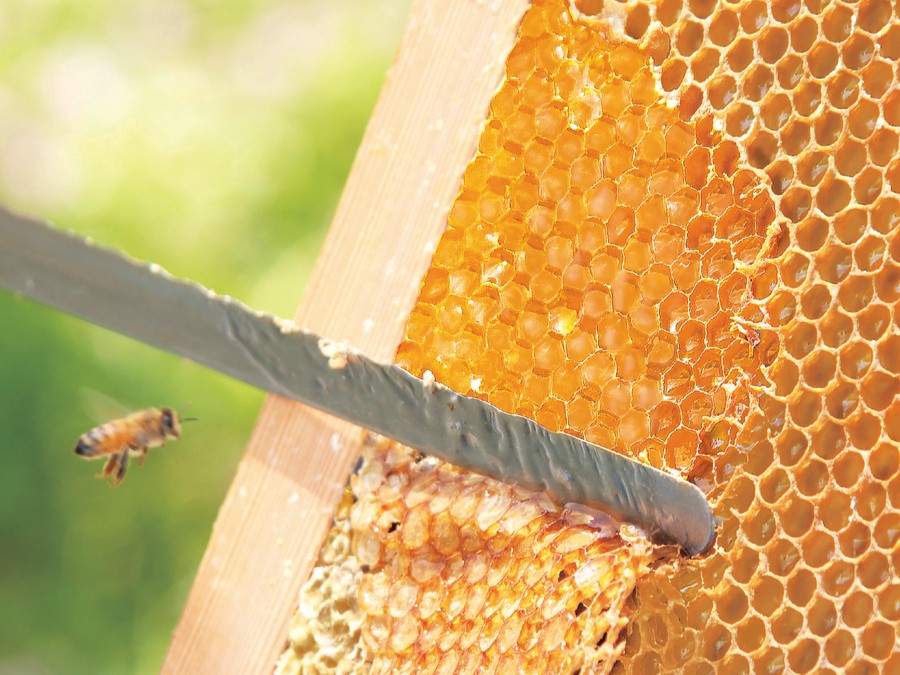 ���n�����͂��݂݂̂����͂�