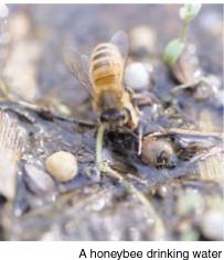 A honeybee drinking water