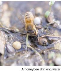 A honeybee drinking water