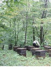 Bee farm in Hiruzen Heights 1