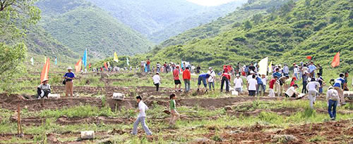 Tree planting in Mongolia