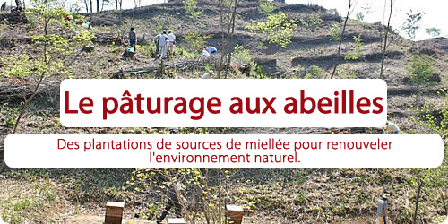 Le pâturage aux abeilles. Des plantations de sources de miellée pour renouveler l'environnement naturel.