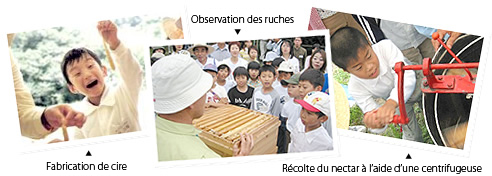  Fabrication de cire  Observation des ruches  Récolte du nectar à l'aide d'une centrifugeuse  