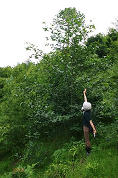 Croissance spectaculaire de l'un de ces arbres plantés il y a 3 ans.