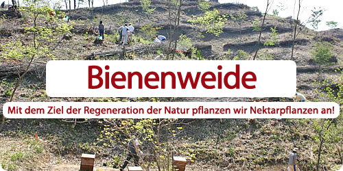 Bienenweide Mit dem Ziel der Regeneration der Natur pflanzen wir Nektarpflanzen an!