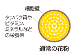通常の花粉