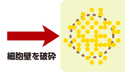細胞壁が破砕された花粉