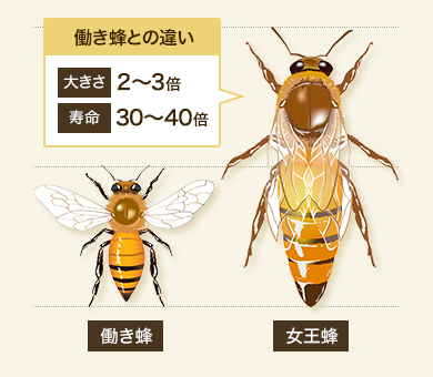 働き蜂との違い
